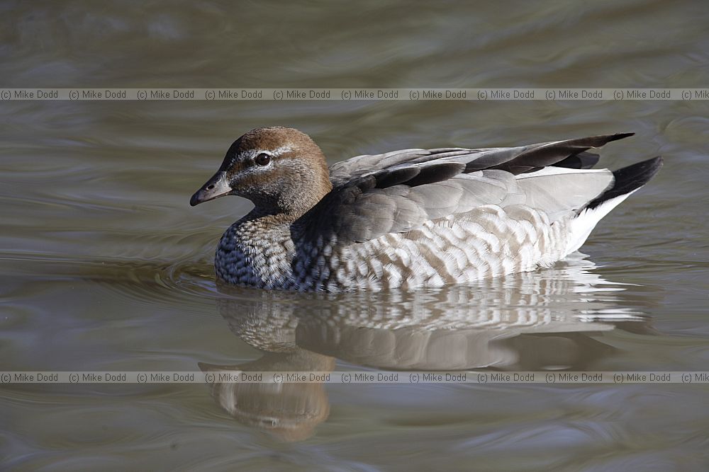 Chenonetta jubata Maned Goose