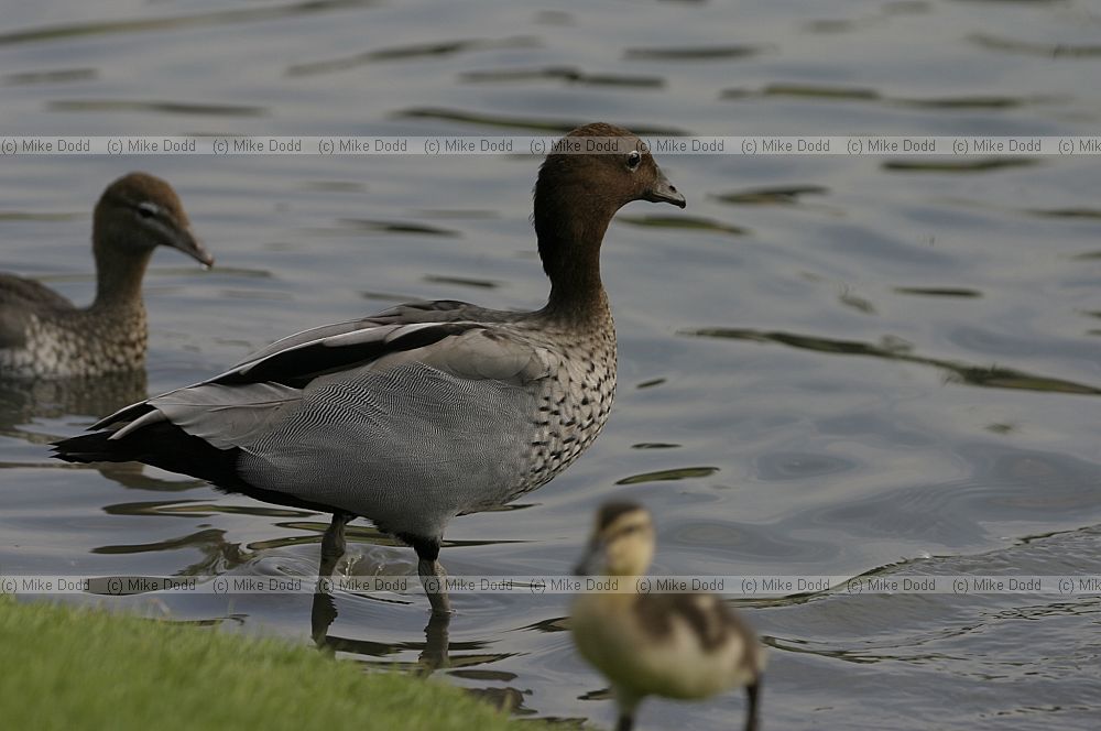 Chenonetta jubata Maned Goose