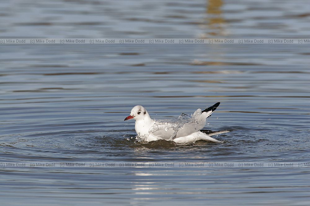 Chroicocephalus ridibundus Black-headed Gull