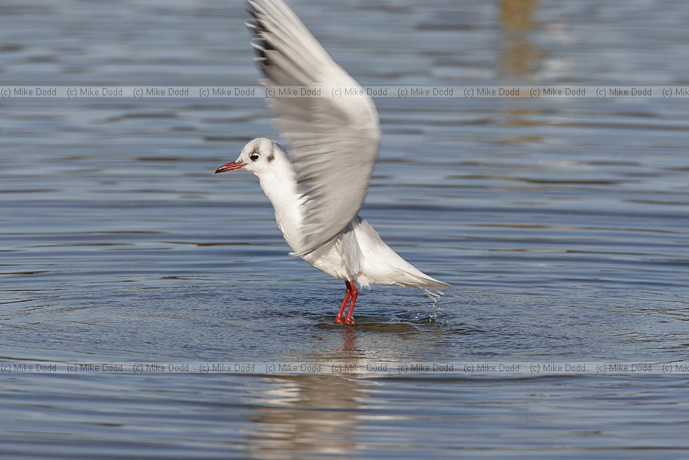 Chroicocephalus ridibundus Black-headed Gull