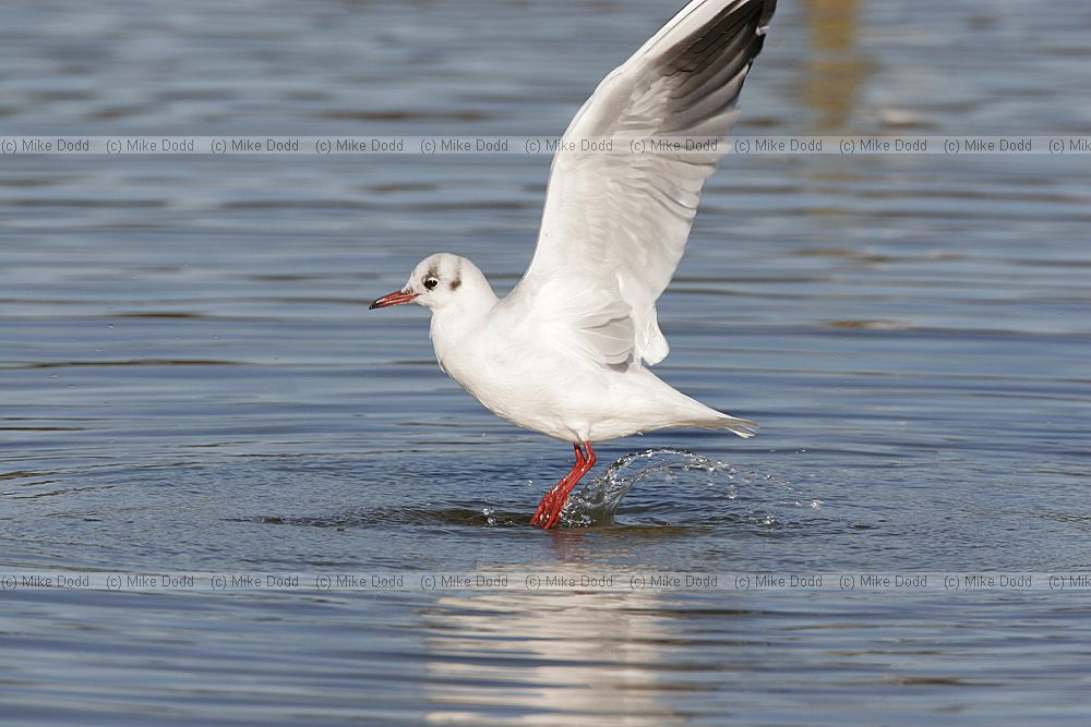 Chroicocephalus ridibundus Black-headed Gull