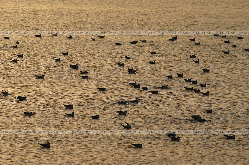 Chroicocephalus ridibundus Seagulls on old brickpit Stewartby
