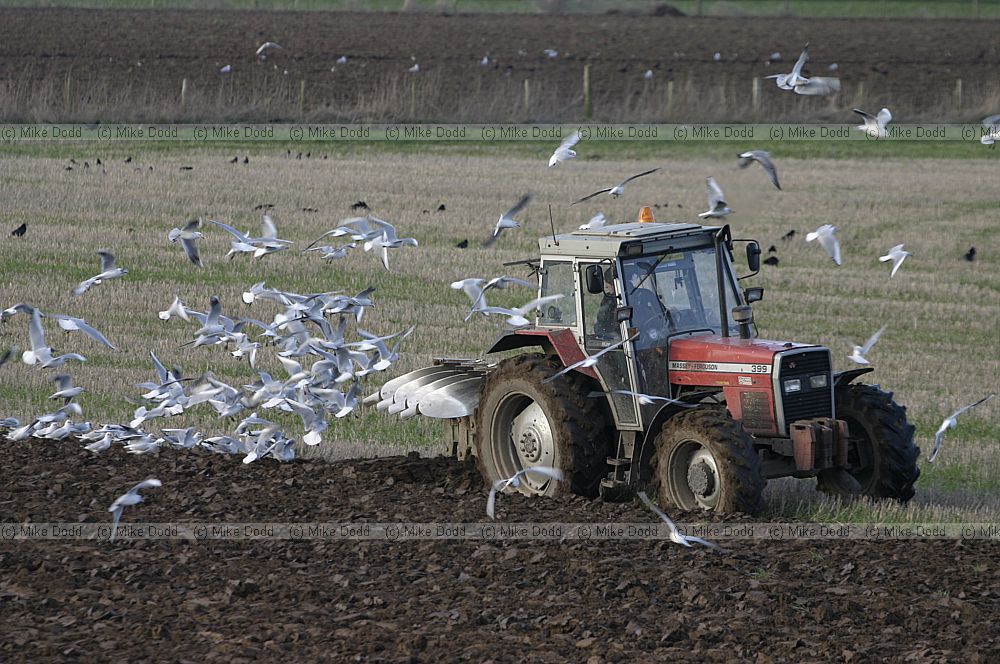 Chroicocephalus ridibundus seagulls following plough