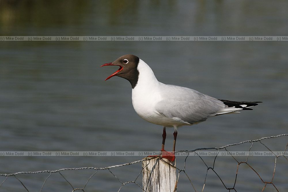 Chroicocephalus ridibundus Black-headed Gull