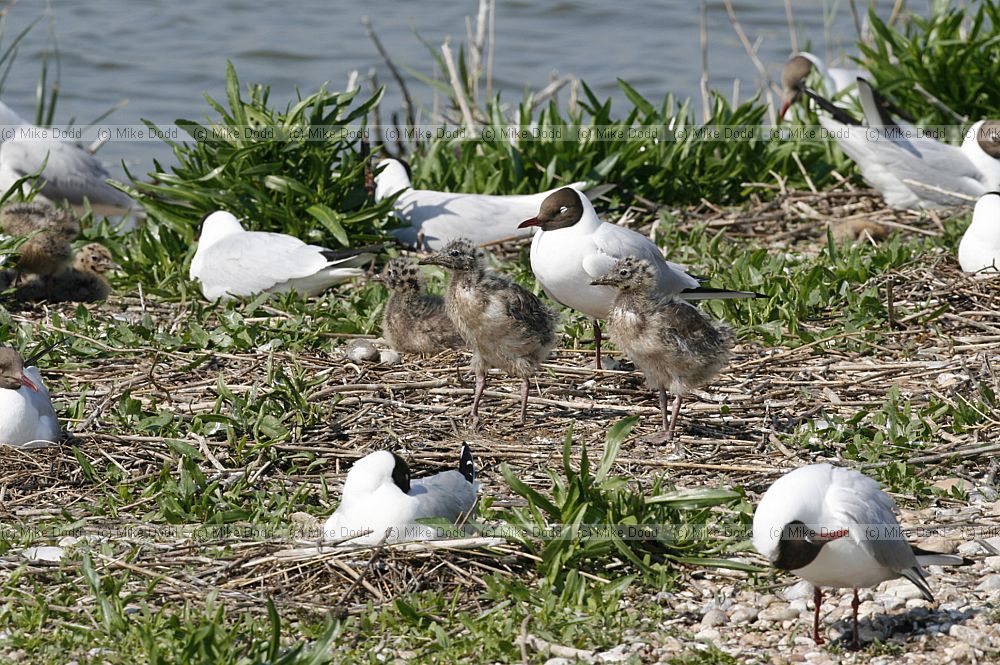 Chroicocephalus ridibundus Black-headed Gull with chicks
