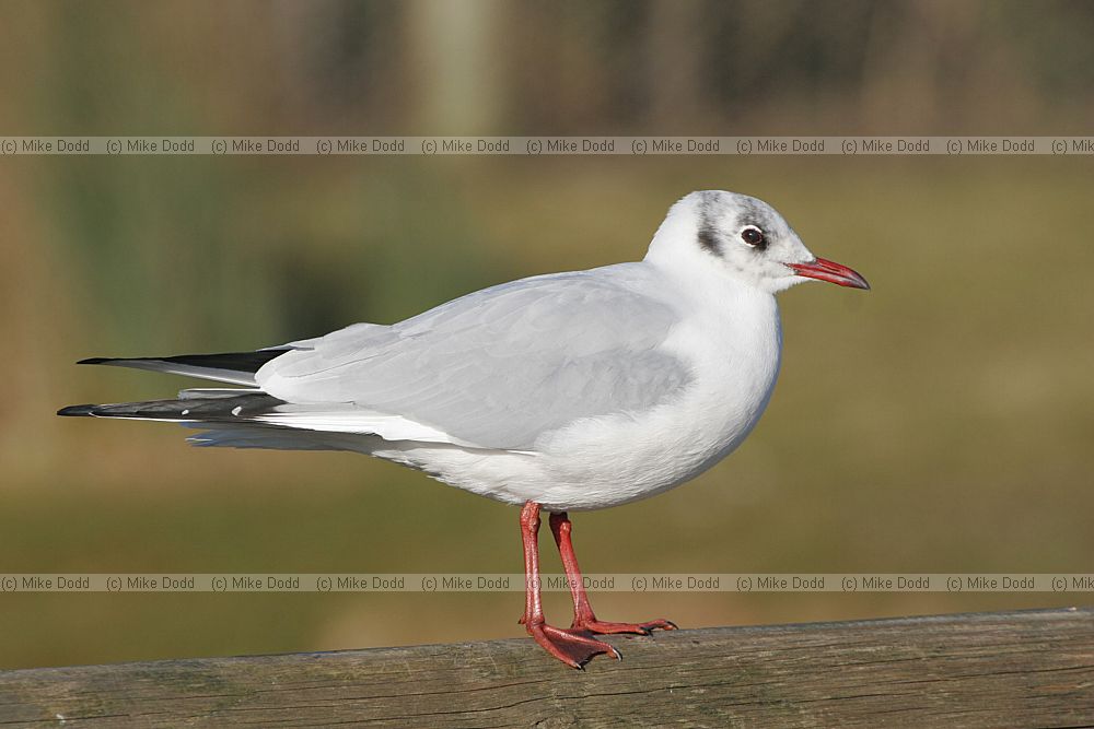 Chroicocephalus ridibundus Black-headed Gull