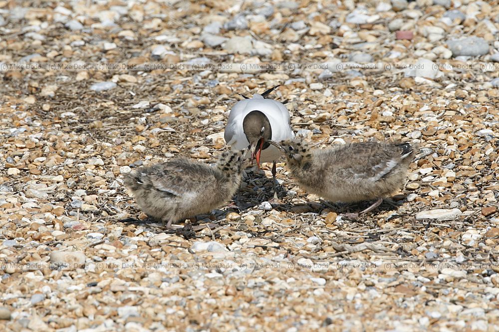 Chroicocephalus ridibundus Black-headed Gulll with chicks pestering adult to disgorge food