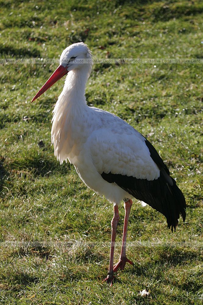 Ciconia ciconia White stork