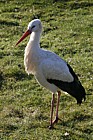 Ciconia ciconia White stork