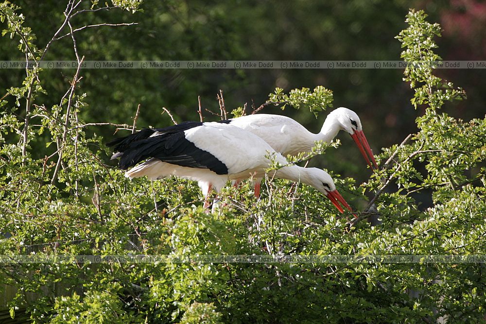 Ciconia ciconia White stork building nest