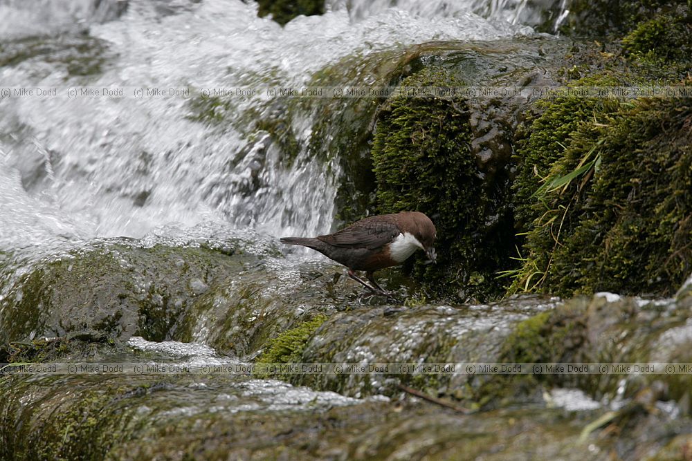 Cinclus cinclus Dipper