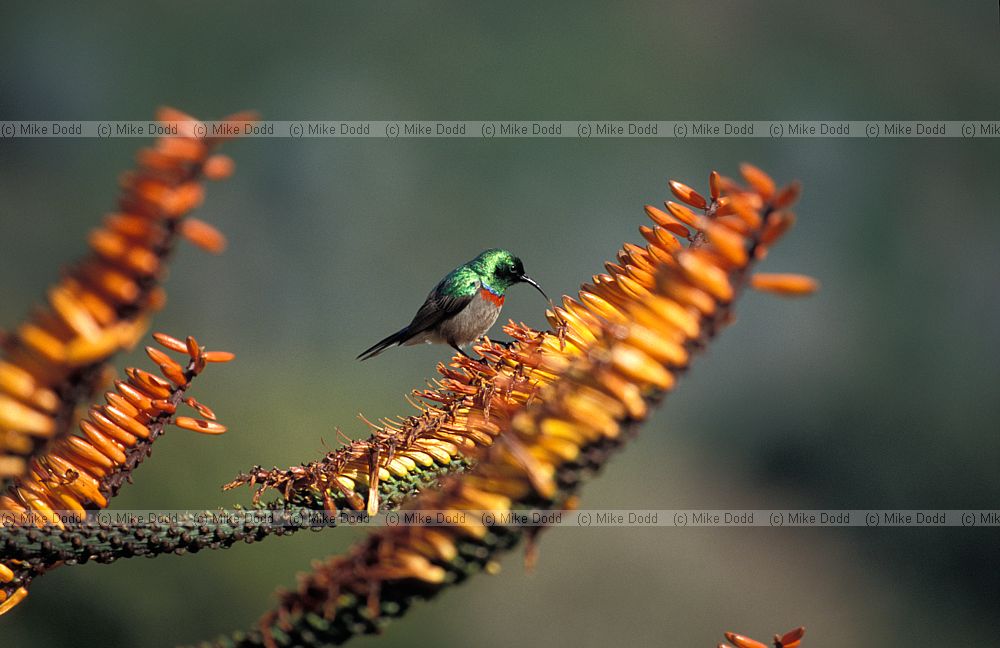 Cinnyris chalybeus Lesser double collared sunbird on Aloe plicatilis at Kirstenbosch botanic garden Cape Town