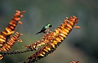 Cinnyris chalybeus Lesser double collared sunbird on Aloe plicatilis at Kirstenbosch botanic garden Cape Town