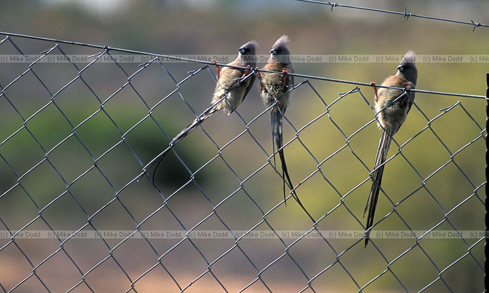 Colius colius White-backed Mousebird on fence