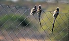 Colius colius White-backed Mousebird on fence