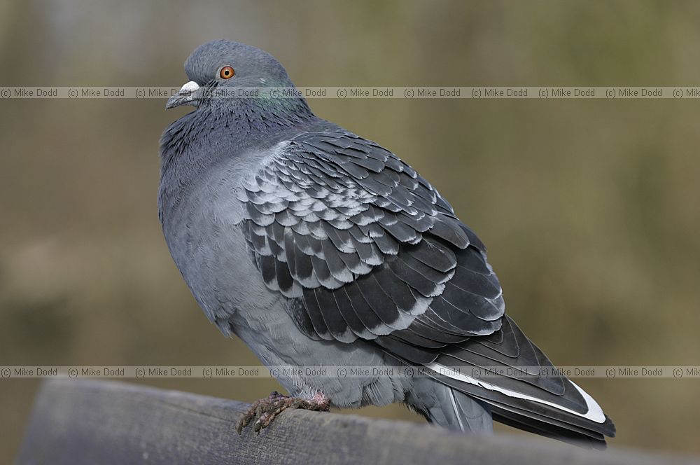 Columba livia Pigeon
