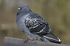 Columba livia Pigeon