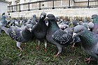Columba livia Pigeons