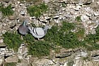 Columba livia Rock doves at Bempton sea cliffs