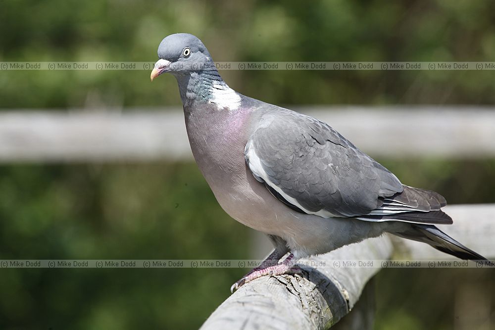 Columba palumbus Wood Pigeon