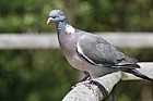 Columba palumbus Wood Pigeon