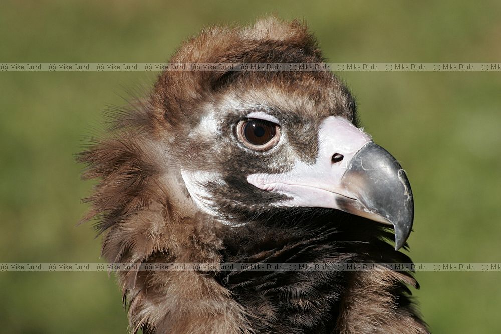 Coragyps atratus Black vulture