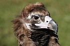 Coragyps atratus Black vulture