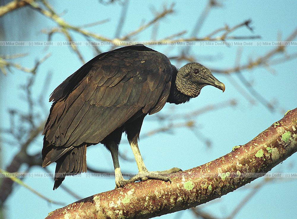 Coragyps atratus Black vultures in Everglades Florida