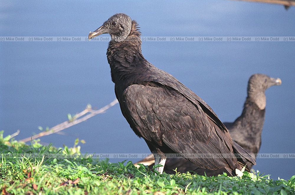 Coragyps atratus Black vultures in Everglades Florida
