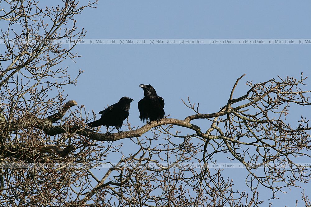 Corvus corax Ravens