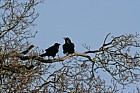 Corvus corax Ravens