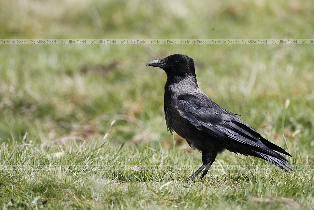 Corvus cornix Hooded crow
