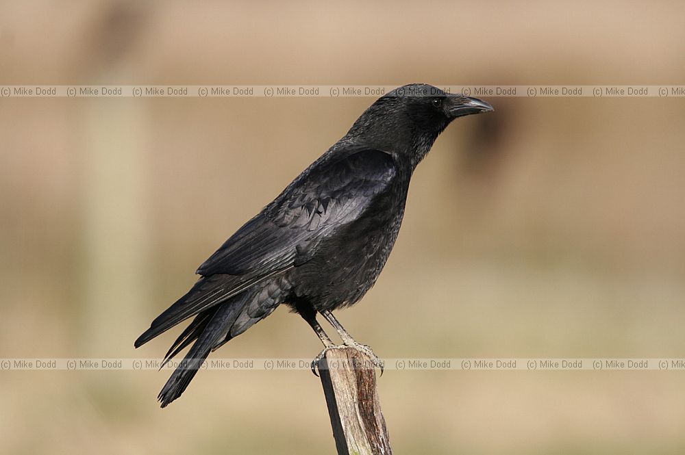 Corvus corone Carrion crow