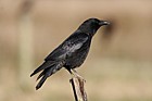 Corvus corone Carrion crow