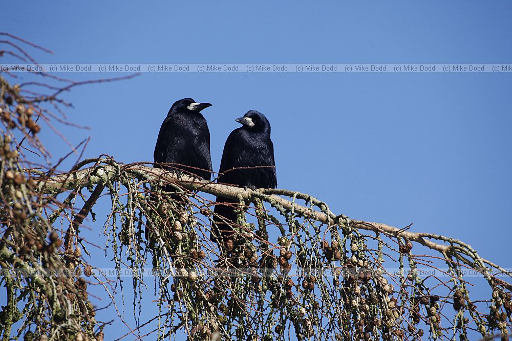 Corvus frugilegus Rook