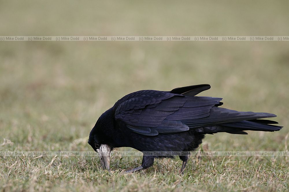 Corvus frugilegus Rook