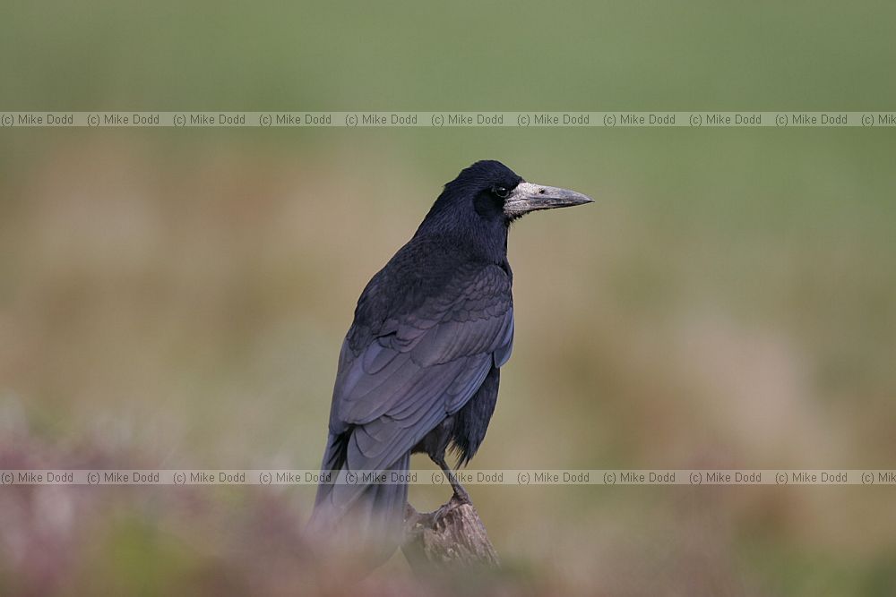 Corvus frugilegus Rook