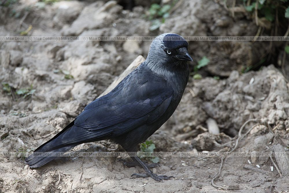 Corvus monedula Jackdaw