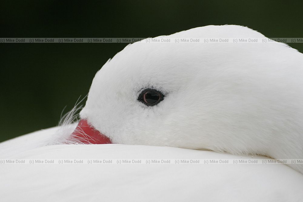 Coscoroba coscoroba Coscoroba Swan