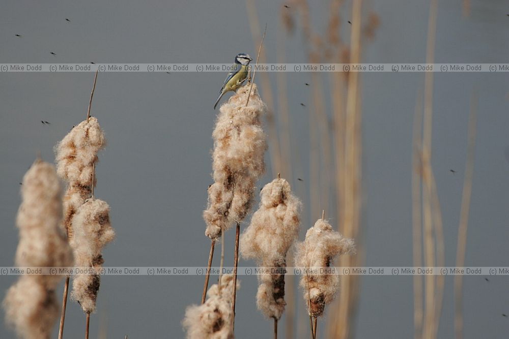 Cyanistes caeruleus Blue tit on Typha reed seedheads