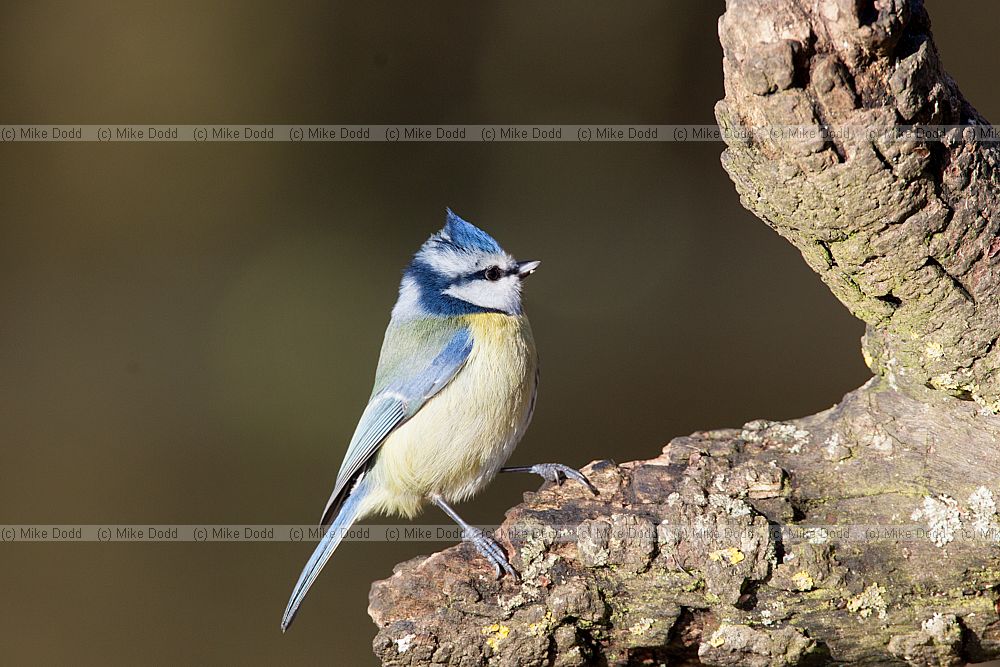 Cyanistes caeruleus Blue tit