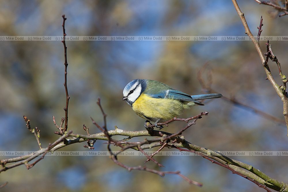 Cyanistes caeruleus Blue tit