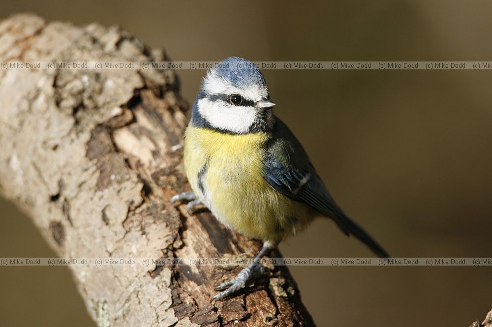 Cyanistes caeruleus Blue tit