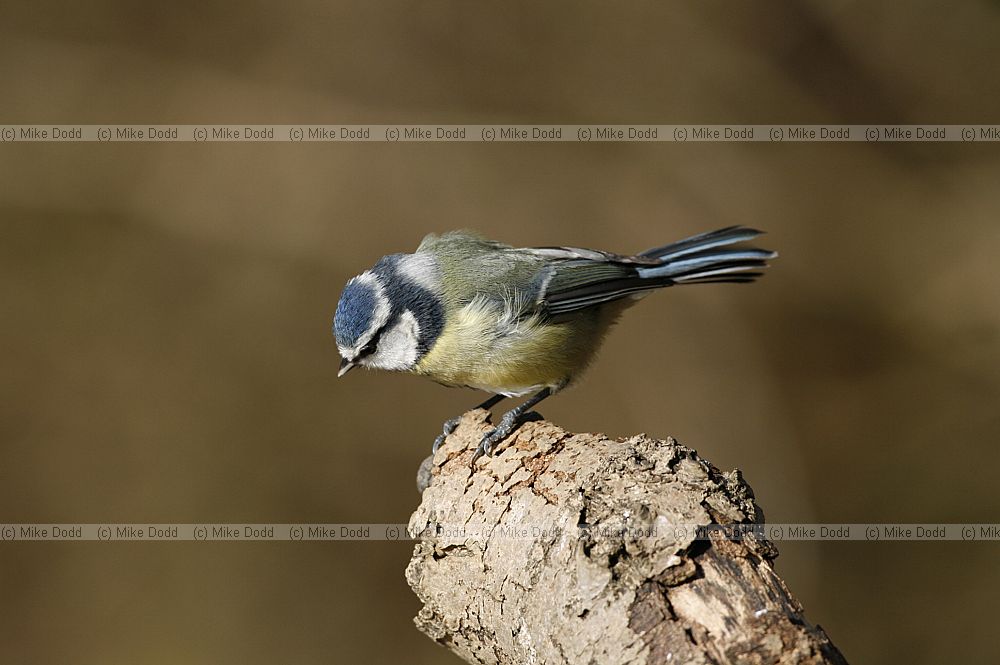 Cyanistes caeruleus Blue tit