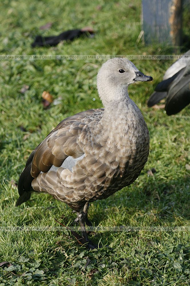 Cyanochen cyanoptera Abyssinian Blue-winged Goose