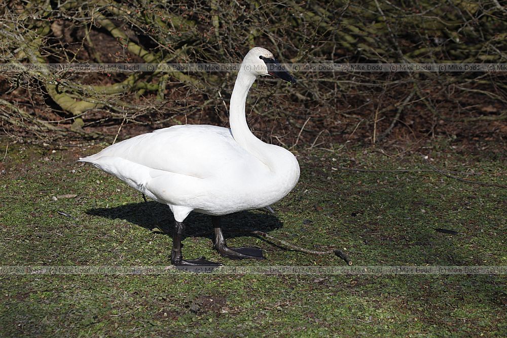 Cygnus buccinator Trumpeter Swan