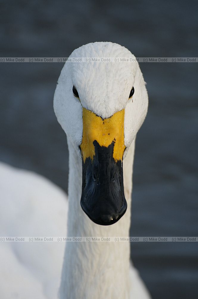 Cygnus columbianus Bewick's swan