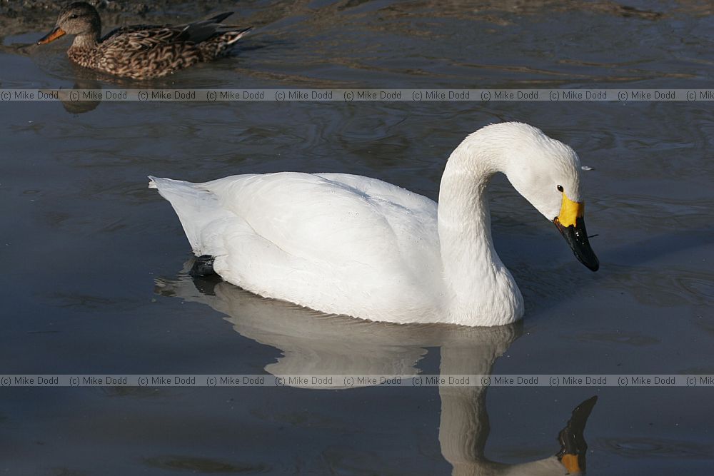 Cygnus columbianus Bewick's swan