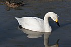 Cygnus columbianus Bewick's swan