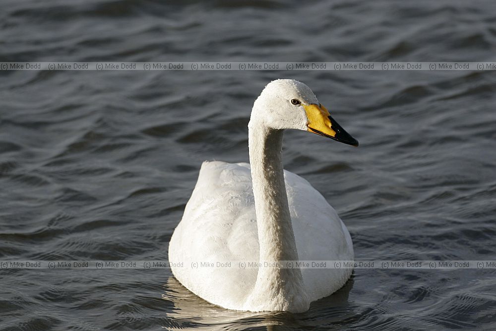 Cygnus cygnus Whooper swan